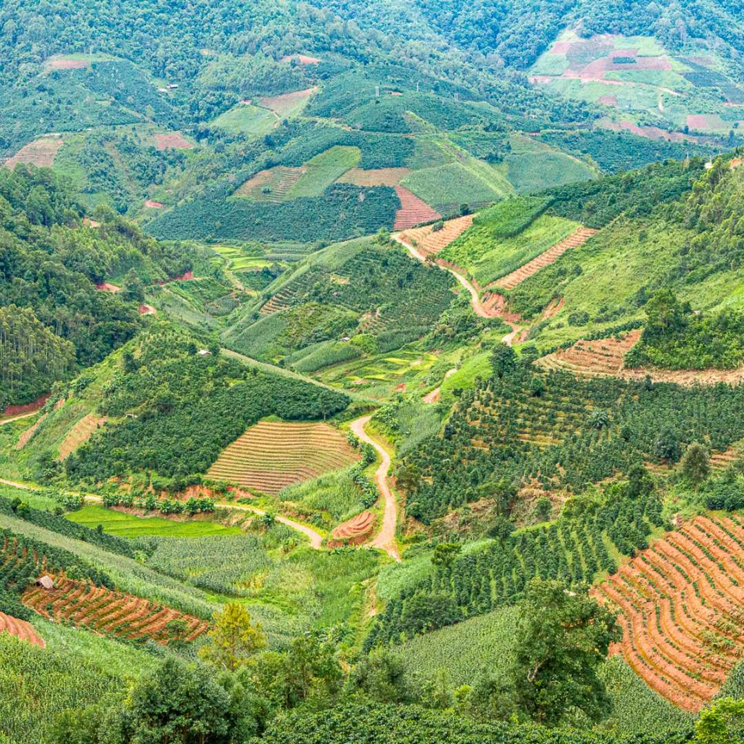 Chinese Coffee: Why It’s Worth Your Attention