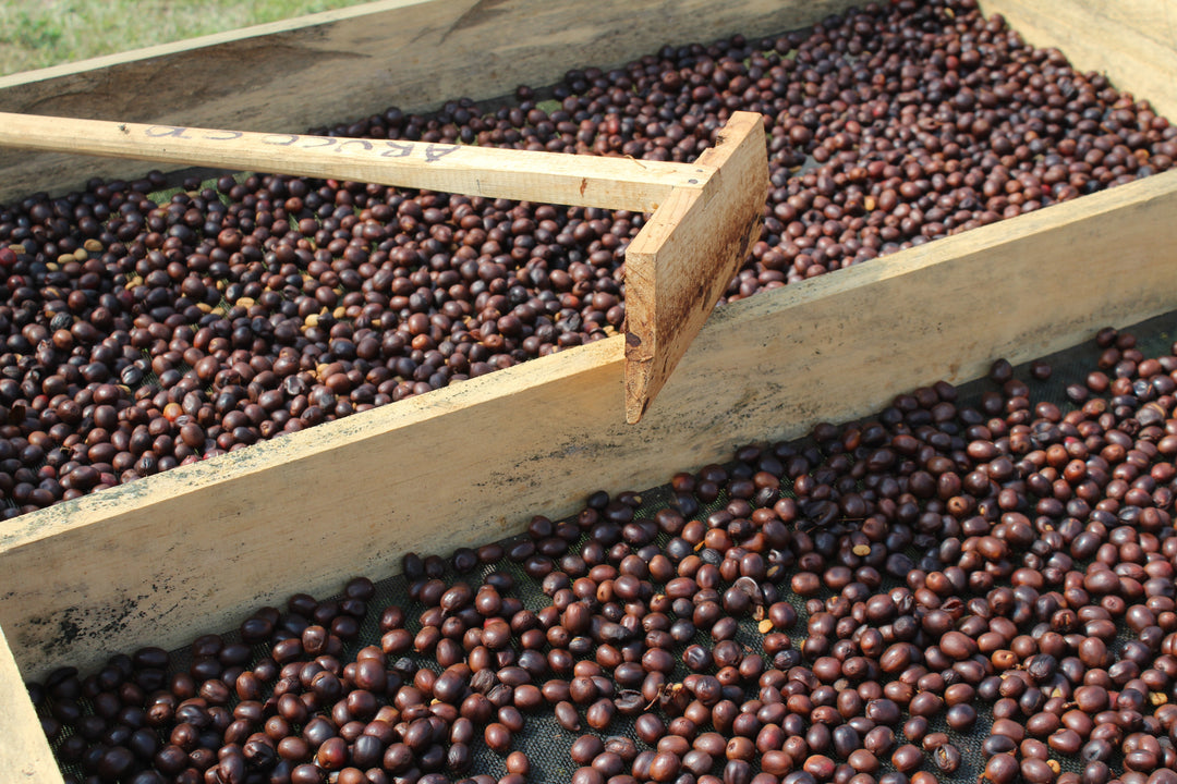New Seasonal Coffee Arrivals...