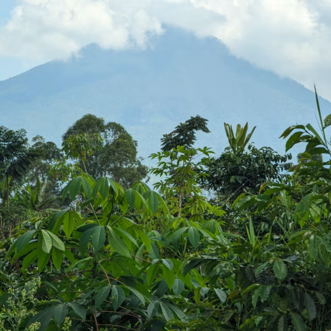 Indonesian Coffee & the Sweet Side of Honey Process