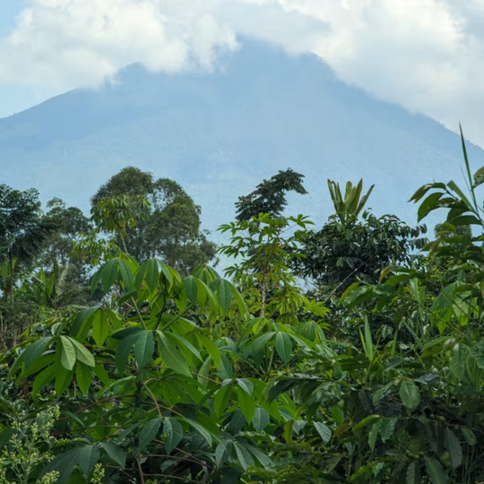 Indonesian Coffee & the Sweet Side of Honey Process
