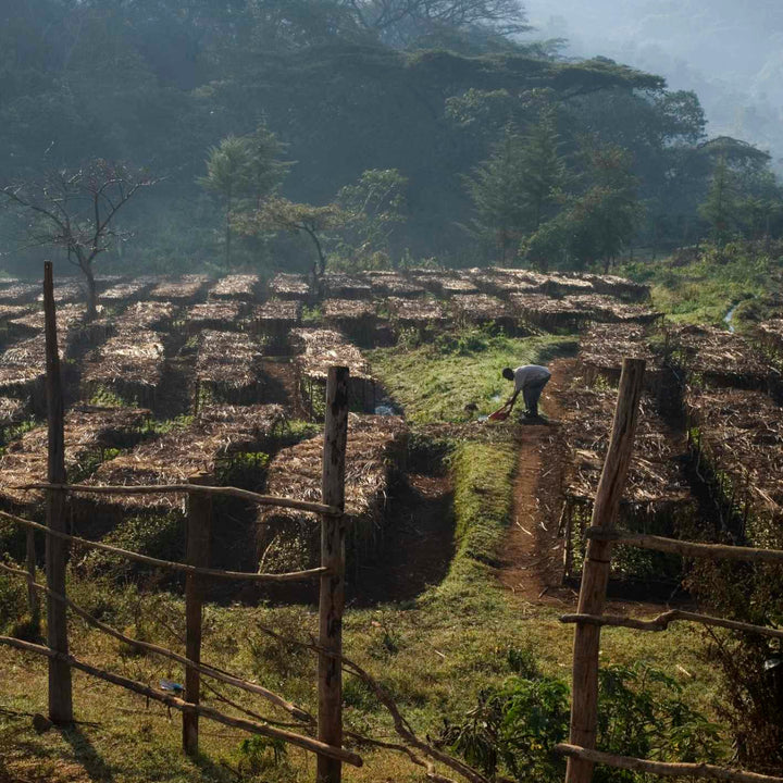 Ethiopia - Beshasha