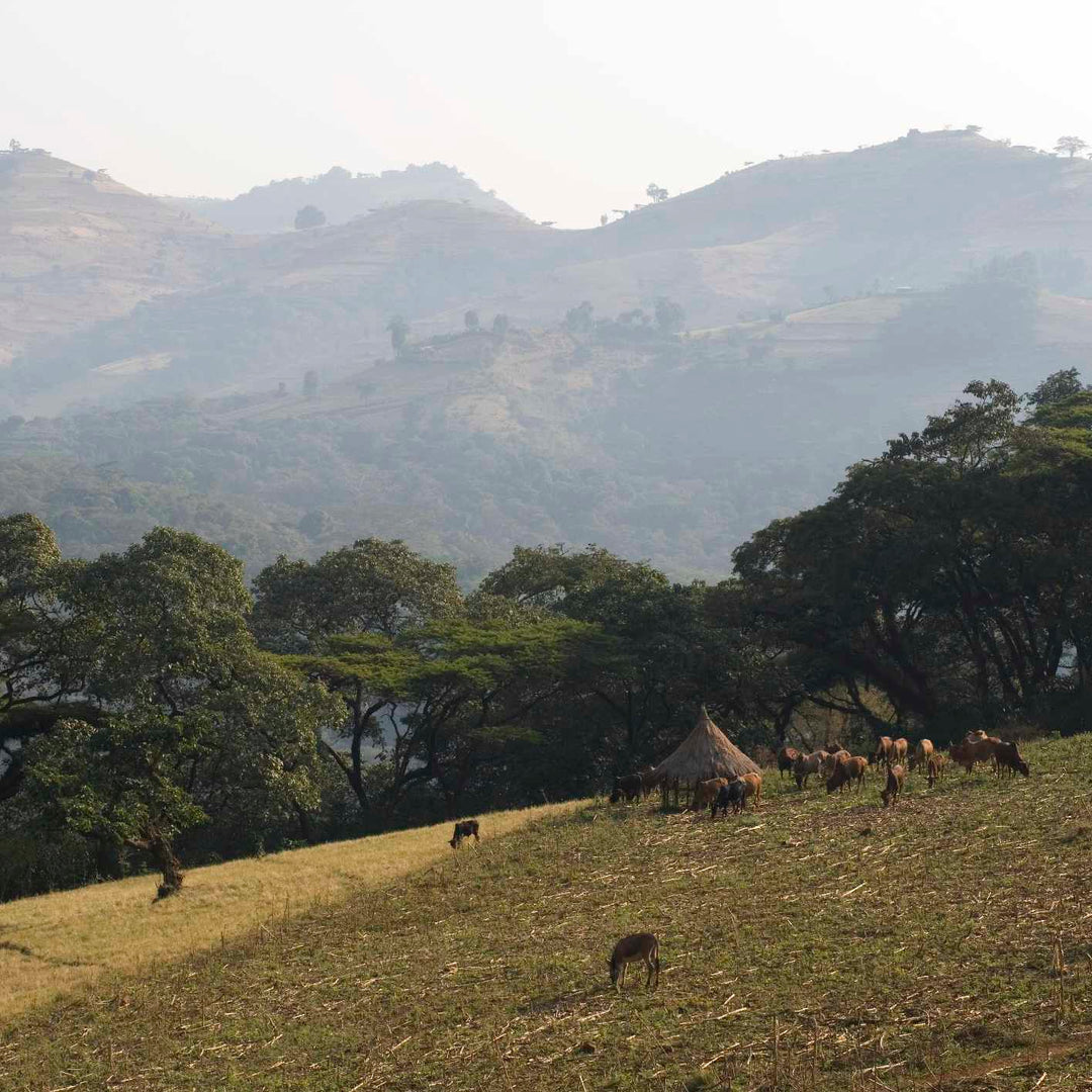 Ethiopia - Beshasha