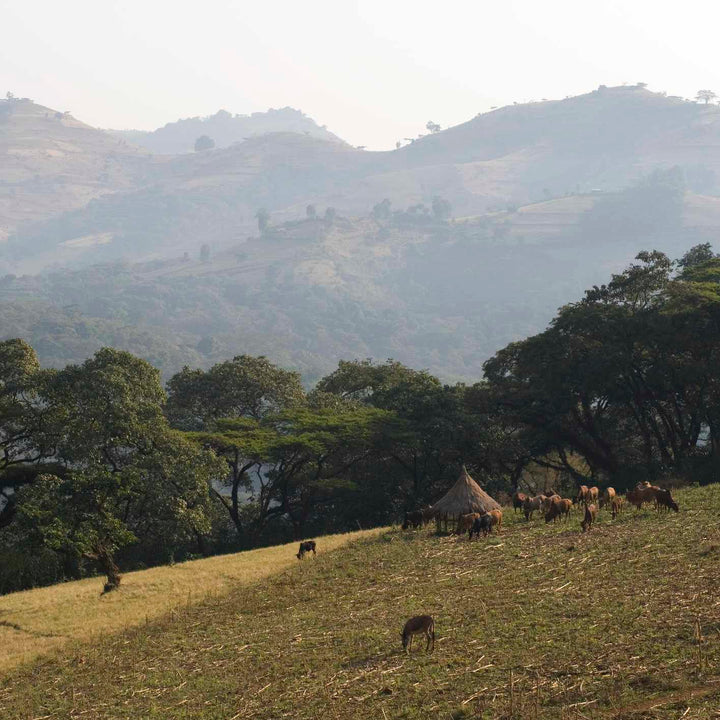 Ethiopia - Beshasha