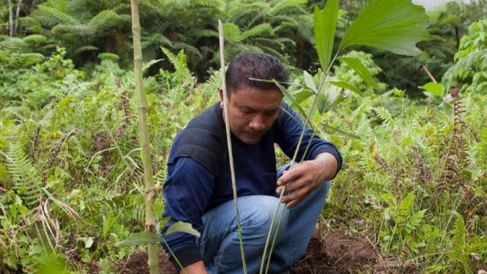 Kindred Forest Organic Arenga Sugar