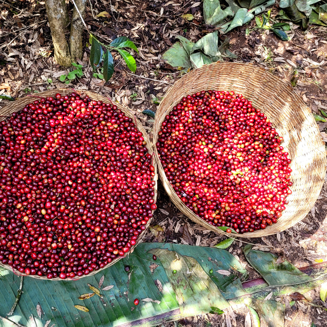 Ethiopia - Chelbesa